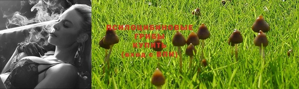 прущие грибы Верея